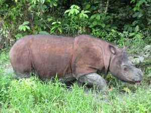 Malasia: Murió el último rinoceronte de Sumatra macho