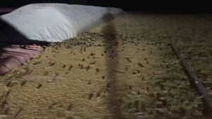 Las espeluznantes imágenes y videos de la enorme plaga de ratones que invade a zona de Australia