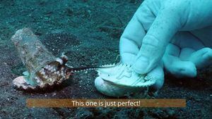Vídeo mostra mergulhador convencendo polvo bebê a trocar 'casa de lixo plástico' por concha