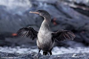 Aumenta población de pingüinos y cormoranes en Galápagos ¡Registró cifra récord!