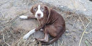 Video: el sufrimiento de un perro abandonado por sus dueños en una avenida