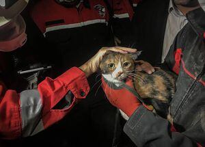 Gato es rescatado tras 30 horas bajo los escombros tras terremoto en Turquía: fue hallado por perro de rescate