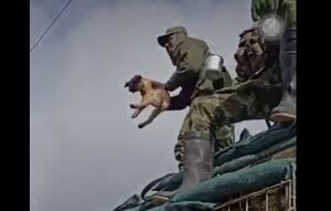 Soldado que mató a un perrito y sus compañeros recibieron duro castigo