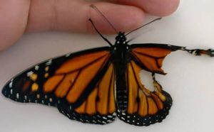 “Es maravilloso que haya humanos así por el mundo”: le realizó un increíble trasplante de ala a una mariposa para que pudiera volar