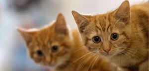 Los gatos son una especie más susceptible al coronavirus, según la OMS