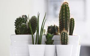 FOTOS: Decora tu hogar y ponlo a la moda con los cactus