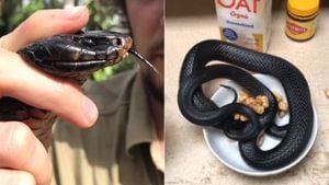 Café da manhã na Austrália: Vídeo mostra cobra venenosa escondida em lugar inusitado