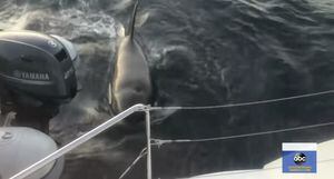 Vídeo registra grupo de ‘baleias assassinas’ atacando pequena embarcação em alto mar