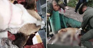 ¡Indignante! Desalmado ciudadano intentó degollar a perrita en Bogotá