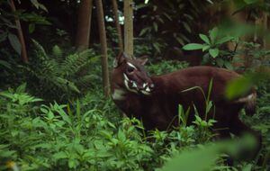 El buey de Vu Quang, el misterioso animal que estuvo “escondido” durante siglos, sobreviviendo a la Guerra de Vietnam