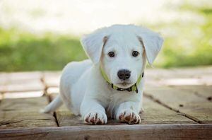 Paso a paso: Cuida a tu mascota en temporada de sequía