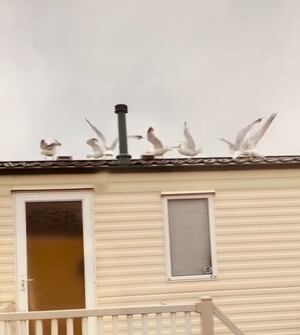 Vídeo: Mulher usa gaivotas em uma vingança contra seus vizinhos