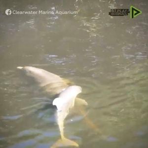 VÍDEO: Buenos samaritanos ayudan a cuatro delfines a salir de un canal