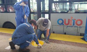 Así operarán los buses de Quito tras el inicio del semáforo amarillo