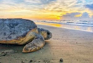 Raras tortugas marinas acribillan récords de anidación