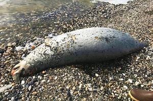 "Evento inusual de mortalidad": alerta en Alaska tras enigmático hallazgo de casi 300 focas muertas