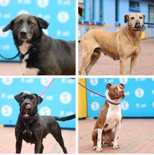 La triste historia de los 15 perritos que nadie ha querido adoptar en Bogotá