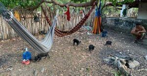 Trabalhadores escravos são resgatados vivendo com porcos e fezes no Ceará