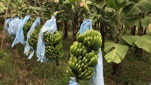 Por culpa de banano colombiano, Guatemala está en alerta roja