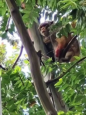 DRNA establece turnos de 24 horas para capturar mono de Santurce