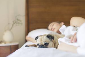 Dormir com um cachorro na cama é realmente melhor do que com um homem, diz estudo