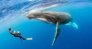 Científicos registraron por primera vez en imágenes el ataque de un tiburón blanco sobre una ballena jorobada