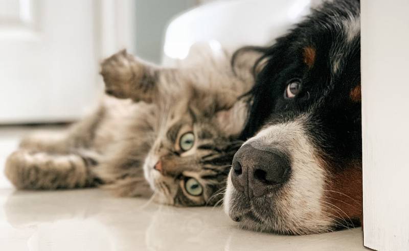 Los gatos y perros también puede ser buenos amigos