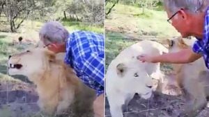 Turista grava momento em que leoa ataca homem que tentou acariciá-la