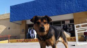 Covito, el perro que espera todos los días en el hospital sin saber que su dueño falleció por COVID-19