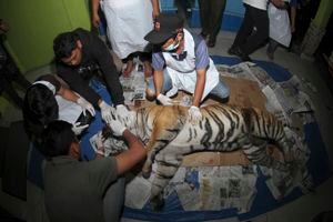 Tigresa de Sumatra, uno de los animales más raros del planeta muere de una manera brutal