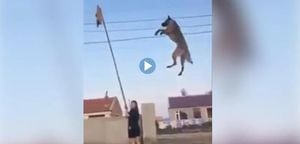 Vídeo viral mostra treinamentos de cão de guerra e surpreende as redes sociais