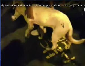 Denuncian terrible caso de maltrato animal en Bogotá