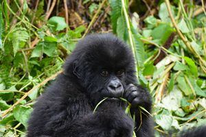 Gorilas de zoológico nos Estados Unidos testam positivo para coronavírus