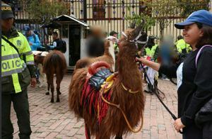 Protección animal decomisó llamas que eran explotadas en la Plaza de Bolívar