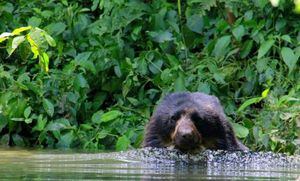 21 de febrero, Día Internacional de la preservación de los osos