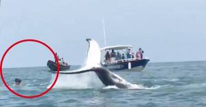 (VIDEO) Denuncian que por presencia de turistas ballenas se están alejando del Pacífico colombiano