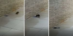 VÍDEO: Rato inteligente abre tampa de ralo para escapar da morte