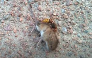 VIRAL: Video de avispón gigante asesino matando a un ratón, prende las alarmas