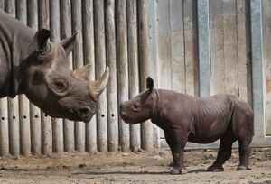 Embriones creados en laboratorio podrían ser la salvación para el rinoceronte blanco del norte
