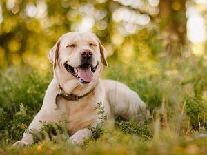 Adorables: Los perros tienen la capacidad de sonreír, según la UNAM