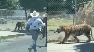 Vídeo de homens tentando laçar tigre que corria pela cidade se torna viral nas redes sociais