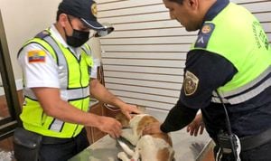 Agentes de la CTE rescatan a un cachorro atropellado y pagan los gastos veterinarios