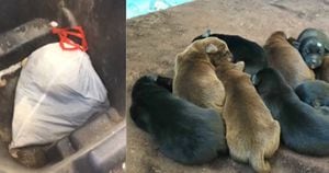 Oito cães recém-nascidos são abandonados dentro de saco de lixo