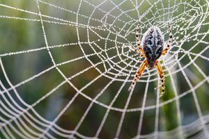 NASA analizó los efectos de las drogas en las arañas y sus telarañas: este fue el resultado de la investigación
