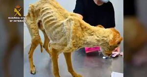 41 cães famintos resgatados em fazenda eram 'pele e ossos'