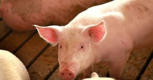 Basta, 2020: Alertan sobre nuevo virus en China que pasa de los cerdos a los humanos