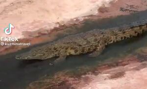 Vídeo raro que mostra crocodilo se ‘divertindo’ em rio se torna viral nas redes sociais