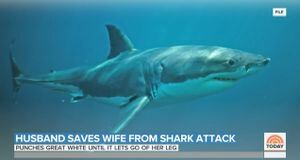 Homem ‘dá soco’ em tubarão para salvar companheira de ataque