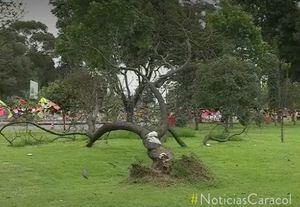 ¡Pilas! Esta es la especie de árbol que abunda en Bogotá y que puede generar graves accidentes