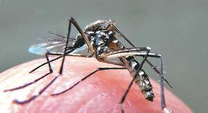 Araraquara registra mortes por suspeita de dengue